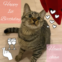 愛猫のお誕生日を愛らしさ全開の写真でお祝い♫大切な思い出ですね♪スナップリカー