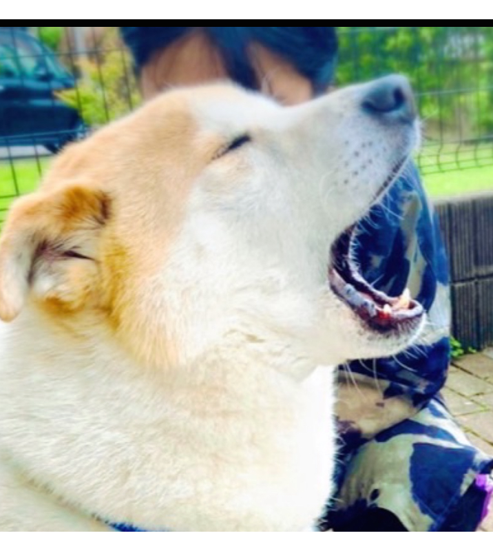 オリジナルペットギフトのラベルサンプル13405