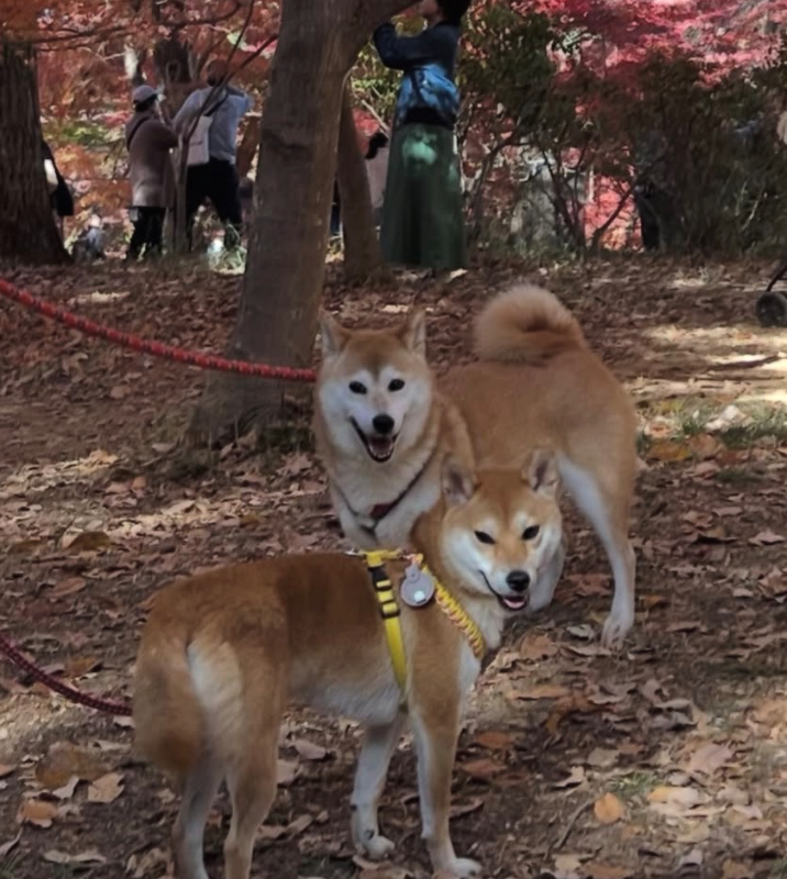 オリジナルペットギフトのラベルサンプル13583