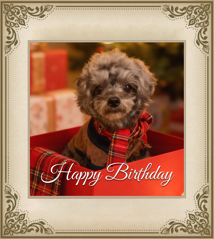 オリジナル誕生日ギフトのラベルサンプル13666