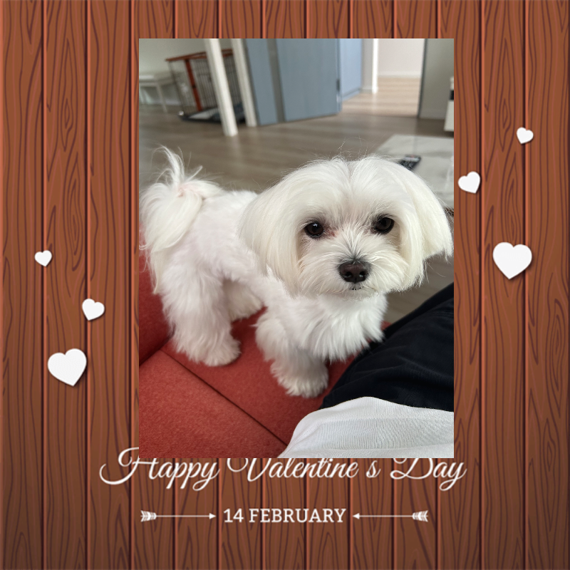 オリジナルバレンタインデーギフトのラベルサンプル13523