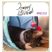 愛らしいネコちゃんのお写真で誕生日をお祝い♪スナップリカー
