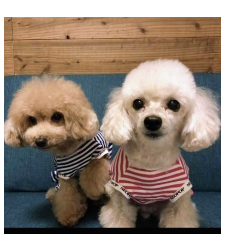 オリジナルペットギフトのラベルサンプル13468